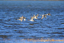 Pintails (Anas acuta) in flight over the sea. Maltraeth Estuary, Anglesey, North Wales, UK, January