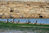 Dark bellied brent geese (Branta bernicla) in a family group in a harbour at low tide. Menai Straits, Gwynedd, North Wales, UK, October