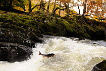 Atlantic salmon (Salmo salar) moving upriver to spawn. Lligwy River nr Betws y Coed, Gwynedd, North Wales, UK, November
