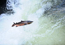 Atlantic salmon (Salmo salar) moving upriver to spawn. Lligwy River nr Betws y Coed, Gwynedd, North Wales, UK, November