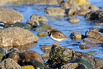 Turnstone (Arenaria interpres) perched on rocks after feeding on Barnacles. Rhos on Sea, Colwyn Bay, North Wales, UK, January