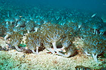 Colony of soft coral (Xenia elongata). Solomon Islands, December.