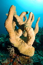 Stony Coral (Acropora palifera). Indonesia, October.