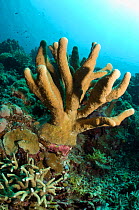 Stony Coral (Acropora palifera). Indonesia, October.