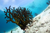 Black Tree Coral (Tubastrea micranthus), Dendrophylliidae. Indonesia, October.