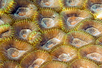 Stony Coral (Favia rotundata), Faviidae. Rinca, Komodo National Park, Indonesia, October.