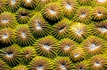 Stony Coral (Diploastrea heliopora), Faviidae. Rinca, Komodo National Park, Indonesia, October.