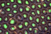 Stony Coral (Favia sp.), Faviidae. Rinca, Komodo National Park, Indonesia, October.