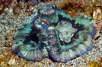 Open / Folded brain coral (Trachyphyllia geoffroyi). Rinca, Komodo National Park, Indonesia. October