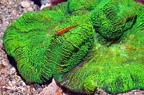 Open / Folded brain coral (Trachyphyllia geoffroyi). Rinca, Komodo National Park, Indonesia. October