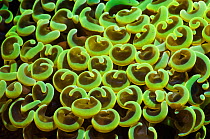 Hard Coral (Euphyllia ancora) polyps. Rinca, Komodo National Park, Indonesia, October.