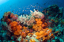 Coral reef scenery with Gorgonian, Soft Corals and Lyretail anthias (Pseudanthias squamipinnis). Rinca, Komodo National Park, Indonesia, October.