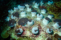 Reef with anemones (Heteractis magnifica) in various states of opening. Andaman Sea, Thailand, April.