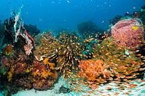 Reef with Pygmy Sweepers (Parapriacanthus ransonetti), Barrel Sponge (Xestospongia testudinaria), and soft corals. Komodo National Park, Indonesia, October.