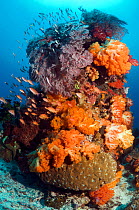Coral reef with Gorgonian, soft corals and Lyretail anthias, (Pseudanthias squamipinnis). Komodo National Park, Indonesia, October.