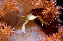 Small crab perched in soft coral. Rinca, Komodo National Park, Indonesia. October