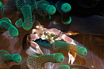 Porcelain Crab (Neopetrolisthes maculatus) with feeding setae fans visible, amongst tentacles of anemone. Rinca, Komodo National Park, Indonesia, October.