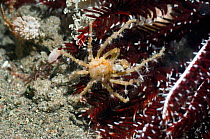 Hydroid or Fairy Crab (Hyastenus bispinosus) on crinoid or featherstar. Hydroid polyps are growing on its carapace. Rinca, Indonesia, October.