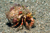 Hermit Crab. Komodo National Park, Indonesia. October