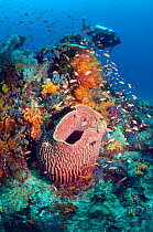 Scuba diver on coral reef with Barrel Sponge (Xestospongia testudinaria) and soft corals. Komodo National Park, Indonesia. Model Released