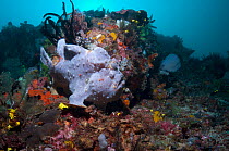 Giant Frogfish (Antennarius commerson) on coral reef. The animal can vary greatly in colour and pattern. Bali, Indonesia, December.