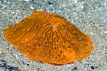 Mushroom Coral (Fungia sp.). Rinca, Komodo National Park, Indonesia, October.