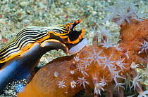 Nudibranch (Armina sp.) with its buccal bulb everted to feed on Sea Pen (Veretillum sp.). Rinca, Komodo National Park, Indonesia, October.