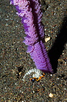 Nudibranch (Armani sp.) in sand beside a Sea Pen (Vulgaria gustaviana). Rinca, Komodo National Park, Indonesia. October.