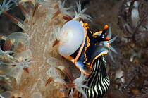 Nudibranch (Armina sp.) with its buccal bulb everted to feed on Sea Pen (Veretillum sp). Rinca, Komodo National Park, Indonesia, October.
