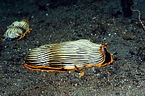 Two Nudibranch (Armina sp.) crawling over sandy sea bed. Komodo National Park, Indonesia, October.