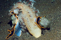 Two Nudibranch (Armina sp.) feeding on a Sea Pen (Veretillum sp). Rinca, Komodo National Park, Indonesia, October.