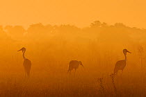 Silhouette of Wattled crane (Bugeranus carunculatus) in early morning mist, Okavango delta, Botswana, April