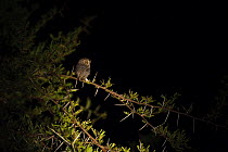 African scops owl (Otus senegalensis) perched on Acacia tree at night, Okavango delta, Botswana, April