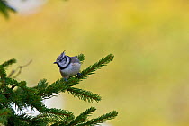 Crested Tit (Lophophanes cristatus) on Spruce (Pica abies) branch. Western Tatras, Slovakia, September.