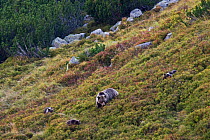 European Brown Bear (Ursus arctos) sow with cubs feeding on Blueberries (Vaccinium myrtillus) in a mountain meadow. Western Tatras, Slovakia, September.