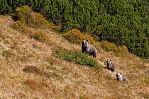 European Brown Bear (Ursus arctos) sow with two cubs in a mountain meadow. Western Tatras, Slovakia, September.