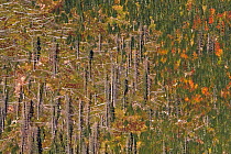Visible differences between monospecific Spruce (Picea abies) forest affected by Bark Beetle (Curculionidae), and mixed forest (right), from a high perspective. West Tatras, Slovakia, September 2007.