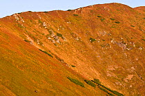 Mountain slope with European Brown Bear (Ursus arctos) adult male visible at bottom. Western Tatras, Slovakia, September 2007.