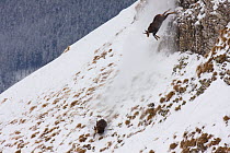 Tatra Chamois (Rupicapra rupicapra tatrica) males chasing each other on steep slope during rut season. Endangered subspecies. Belianske Tatras, Slovakia, November.