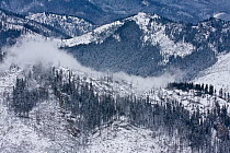 Mountain ridge forest trees affected by Bark Beetle (Curculionidae) infestation. Belianske Tatry, Slovakia, November 2007.