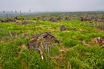 Extensive clear-cut area at the foothills ot the Tatras, Slovakia, May 2008.