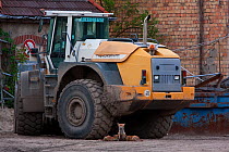 Red Fox (Vulpes vulpes) vixen nursing her cubs under tractor in urban construction site. Berlin, Germany, May.