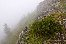 Dwarf Pine (Pinus mugo) and Arolla Pine (Pinus cembra) on mountain slope in fog. Westeren Tatras, Slovakia, June.