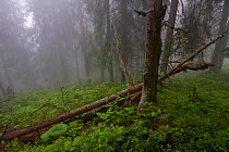 Old Spruce (Picea abies) forest in fog. Western Tatras, Slovakia, June.
