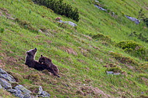 European Brown Bear (Ursus arctos) sow nursing two-year-old cub on mountain slope. Western Tatras, Slovakia, June.