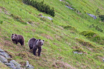 European Brown Bear (Ursus arctos) sow with two-year-old cub on mountain slope. Western Tatras, Slovakia, June.