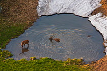 Red Deer (Cervus elaphus) stags bathing in a mountain pool. Western Tatras, Slovakia, June.