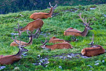 Red Deer (Cervus elaphus) stag bachelor group during velvet season, resting on mountain meadow. Western Tatras, Slovakia, June.