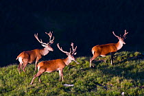 Red Deer (Cervus elaphus) stags bachelor group during velvet period in morning light. Western Tatras, Slovakia, June.
