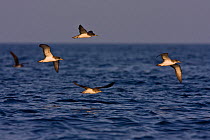 Cory's Shearwater (Calonectris diomedea) flying above the sea. Island of Linosa, Sicily, July.